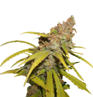 1735045121574.png 1735045121574.png