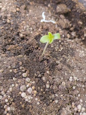 IMG_20241227_224807.jpg IMG_20241227_224807.jpg