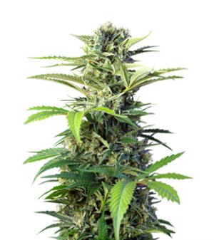 1735395694207.png 1735395694207.png