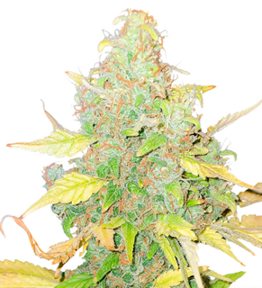 1735395706749.png 1735395706749.png