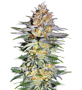 1735541651579.png 1735541651579.png