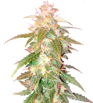 1735541655352.png 1735541655352.png