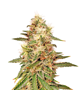 1735541658795.png 1735541658795.png