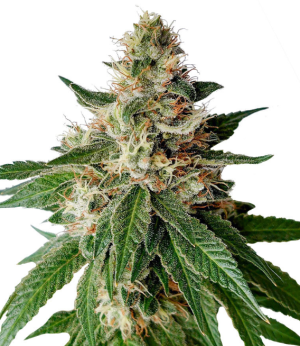 1735595531521.png 1735595531521.png