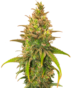 1735595594668.png 1735595594668.png