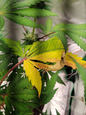 1735818013587.png 1735818013587.png