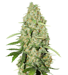 1735929904016.png 1735929904016.png