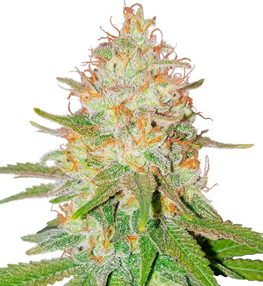 1736079166805.png 1736079166805.png