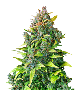 1736158886885.png 1736158886885.png