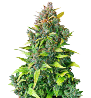 1736164977053.png 1736164977053.png