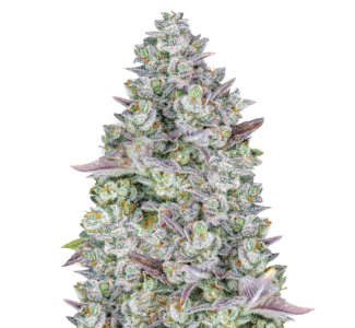 1736185285369.png 1736185285369.png