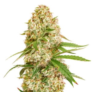 1736185365289.png 1736185365289.png