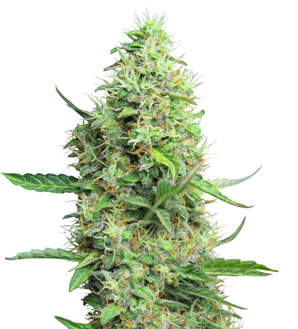 1736242038476.png 1736242038476.png