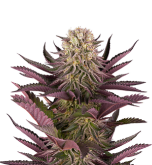 1736242055318.png 1736242055318.png