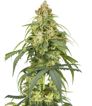 1736254122976.png 1736254122976.png