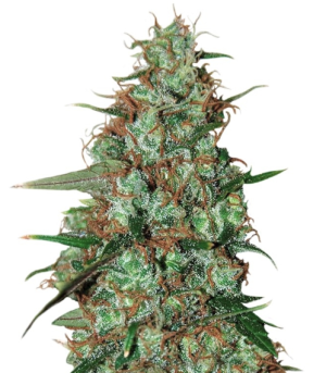 1736270495135.png 1736270495135.png