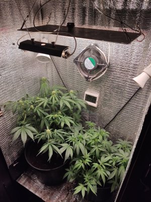 IMG_20250105_223852.jpg IMG_20250105_223852.jpg