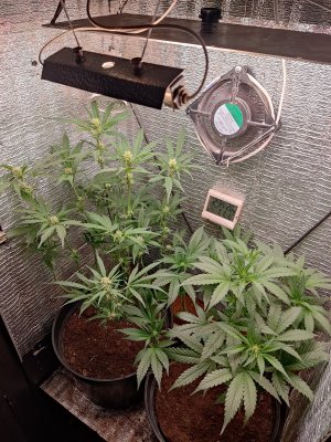 IMG_20250108_071738.jpg IMG_20250108_071738.jpg