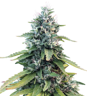 1736338768268.png 1736338768268.png