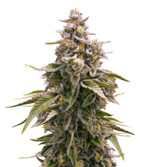 1736338776856.png 1736338776856.png