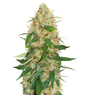 1736436739879.png 1736436739879.png