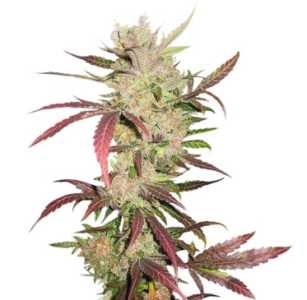 1736436946324.png 1736436946324.png