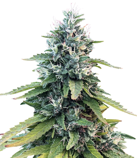 1736613463738.png 1736613463738.png