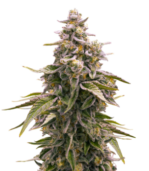 1736613472449.png 1736613472449.png