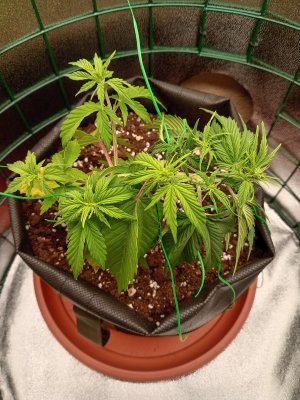 IMG_20250112_082130.jpg IMG_20250112_082130.jpg