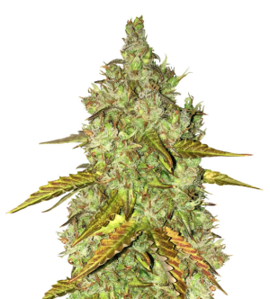 1736861519494.png 1736861519494.png