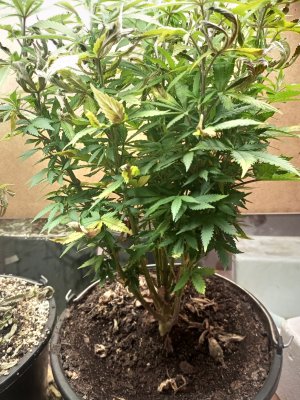 IMG_20250114_193420_502.jpg IMG_20250114_193420_502.jpg