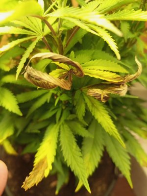 IMG_20250114_190637_577.jpg IMG_20250114_190637_577.jpg