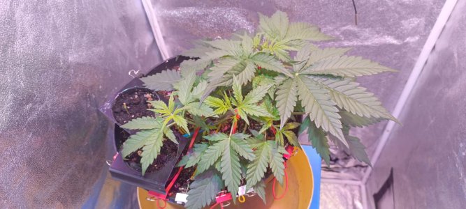 Изображение WhatsApp 2025-01-14 в 19.37.14_7c0e4dea.jpg