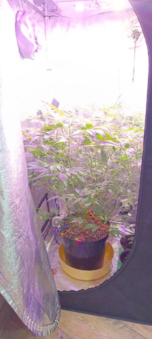 Изображение WhatsApp 2025-01-14 в 19.46.23_d1eed6d3.jpg