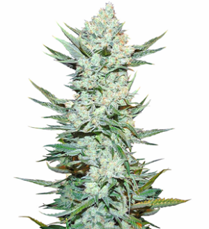 1736877298222.png 1736877298222.png