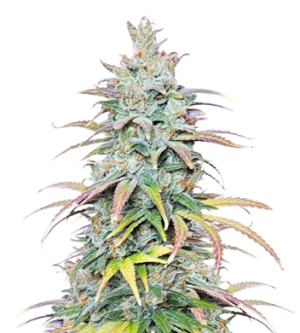 1736877837798.png 1736877837798.png