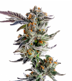 1736877843061.png 1736877843061.png