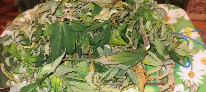 IMG_20250115_010340.jpg IMG_20250115_010340.jpg