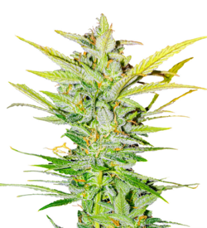 1736930401985.png 1736930401985.png