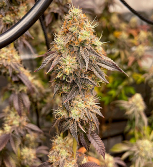 1736945731239.png 1736945731239.png