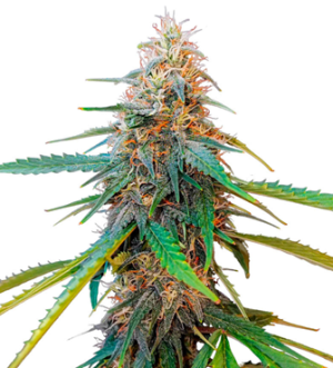 1736945747418.png 1736945747418.png