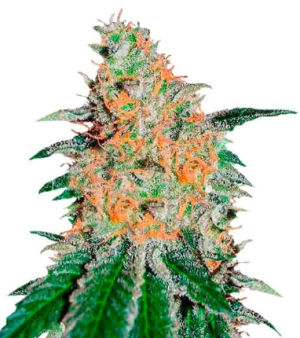 1736965815524.png 1736965815524.png