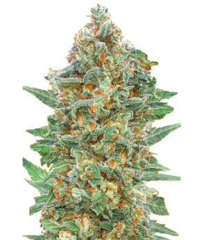 1736965832796.png 1736965832796.png