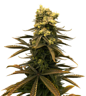 1737018855920.png 1737018855920.png