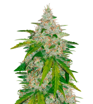 1737036255267.png 1737036255267.png