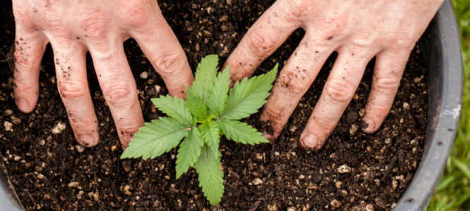 1737046917949.png 1737046917949.png