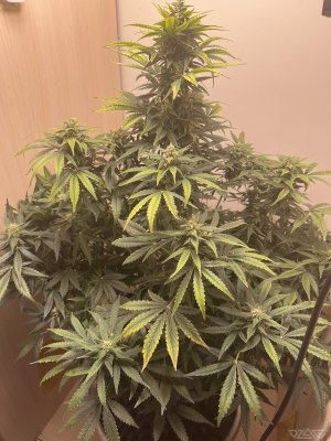 349D05F3-48A1-496C-8015-3C3314EEC693.jpeg.14caa82992524248ab6cd905f3908643.jpeg 349D05F3-48A1-496C-8015-3C3314EEC693.jpeg.14caa82992524248ab6cd905f3908643.jpeg