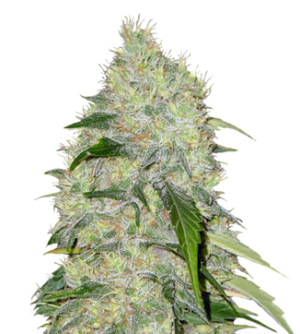 1737459925828.png 1737459925828.png