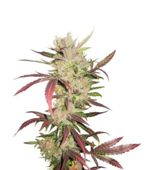 1737459928527.png 1737459928527.png