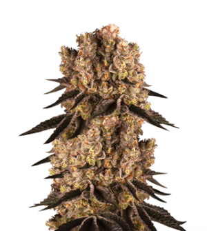 1737490201904.png 1737490201904.png